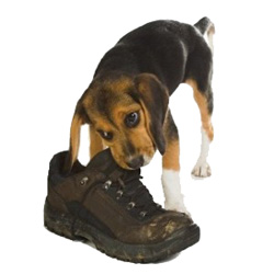Собака грызет обувь