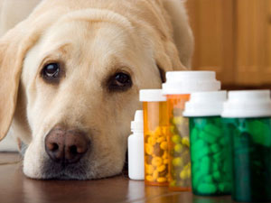 dog medicine